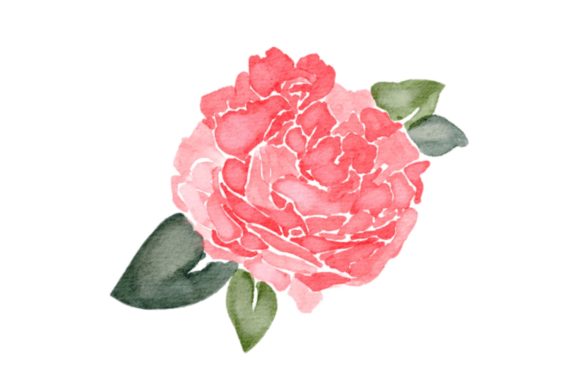 Flower Peonies Watercolor PNG: A Versatile Illustration for Modern Content Design