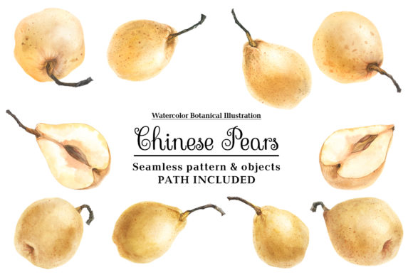 Fresh Chinese Pears by Watercolor Illustrations