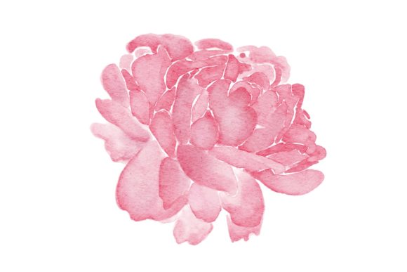 Peonies Pinak Flower Watercolor PNG: A Versatile Graphic Design Asset for Branding and Marketing
