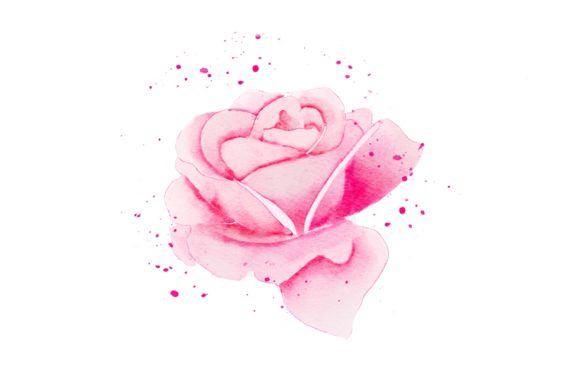 Pink Rose Realistic Watercolor PNG for Illustrations