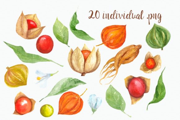 Watercolor Physalis Clip Art: A Versatile Illustration for Local Business Branding