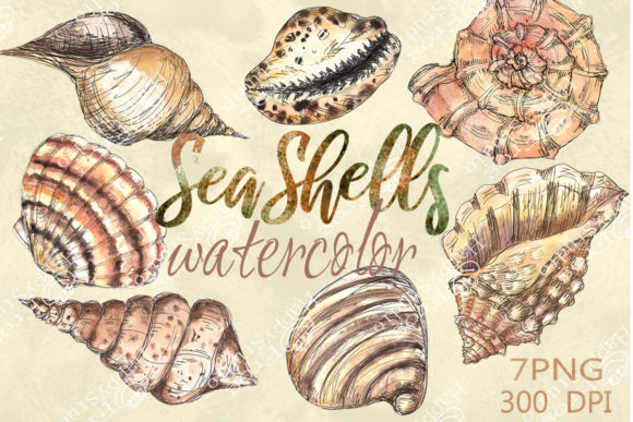 Watercolor Seashell Illustrations for Real Crafting Projects